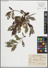 Foto von Salix planifolia Pursh